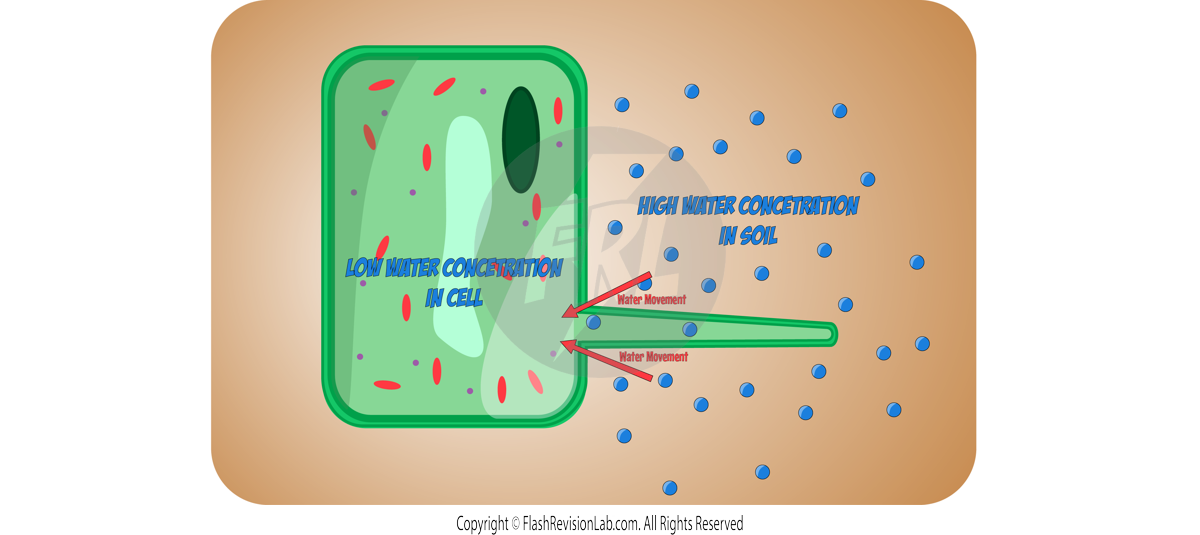 Root hair cell water